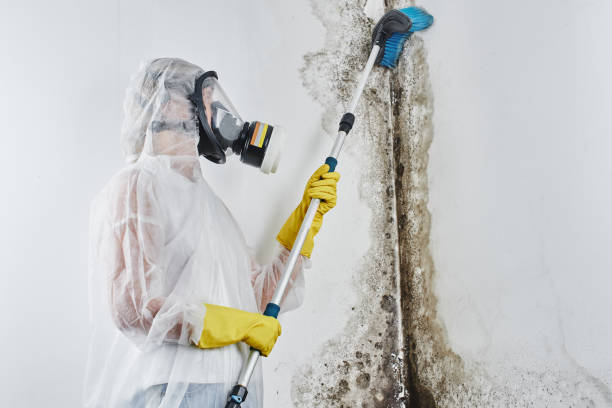 Mold Testing and Removal in Bay Shore, NY