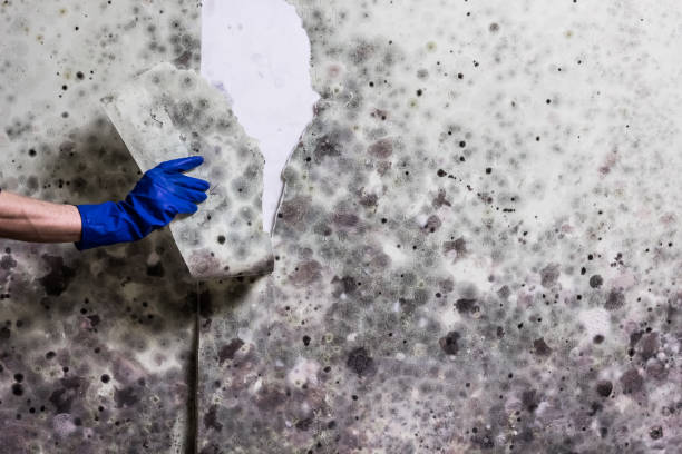 Crawl Space Mold Removal in Bay Shore, NY