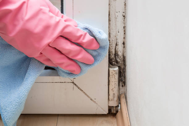 Best Certified Mold Removal  in Bay Shore, NY